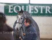 Berlin dei Folletti TosTour2013- S5 3024 : Arezzo, Arezzo Equestrian Centre, Berlin dei Folletti, Cavalli d'Italia, Toscana Tour 2013, foto di Stefano Secchi ©